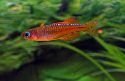PSEUDOMUGIL LUMINATUS RED NEON